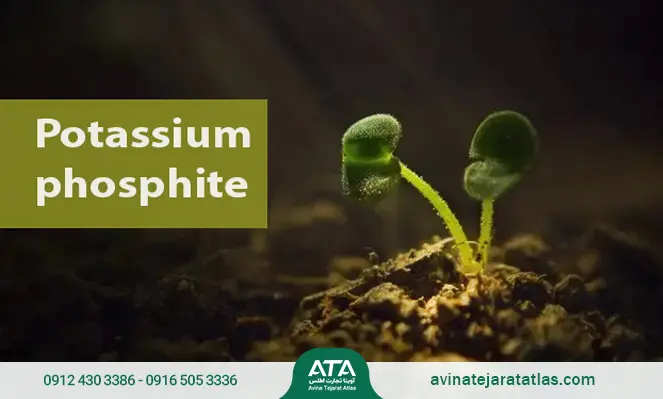 تعریف و کاربرد کود کافوس