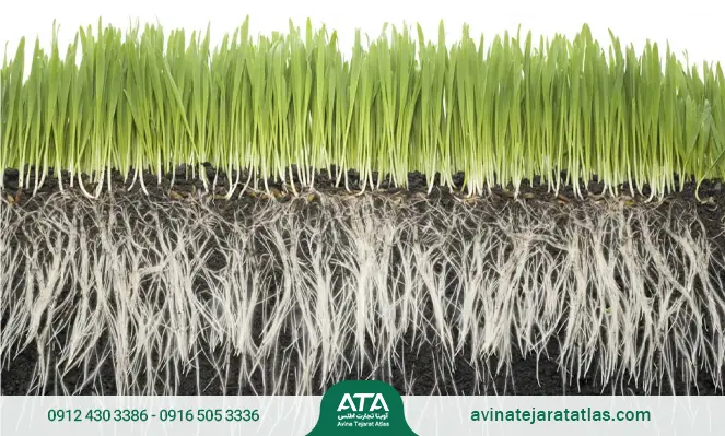 ویژگی های کود 3 بیست