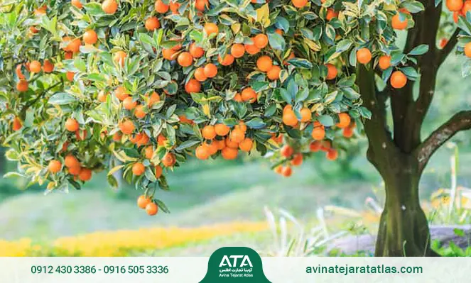 زمان مصرف کود سه بیست