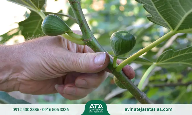 زمان و نحوه مصرف کود کافوس