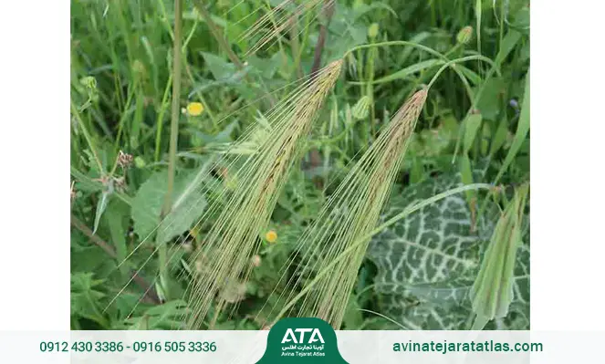 علف کش سولفوسولفورون برای علف هرز