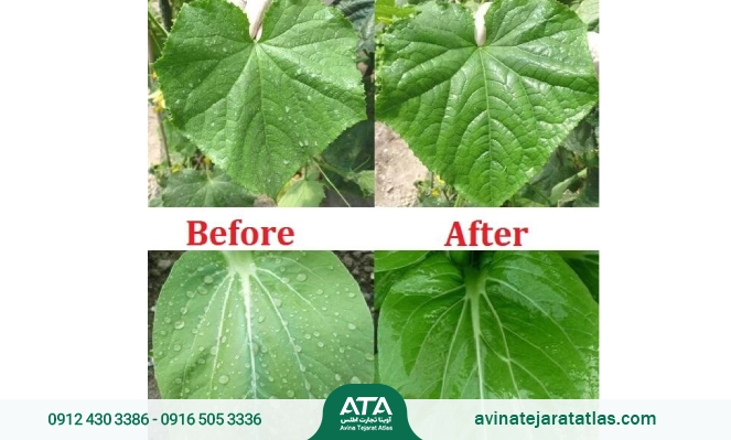 تاثیر استفاده از صابون محلول پاشی ادجوانت مهان