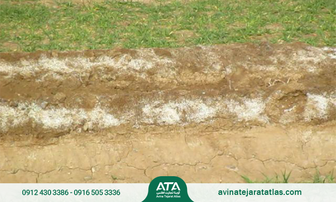 ضد شوری زرین کود