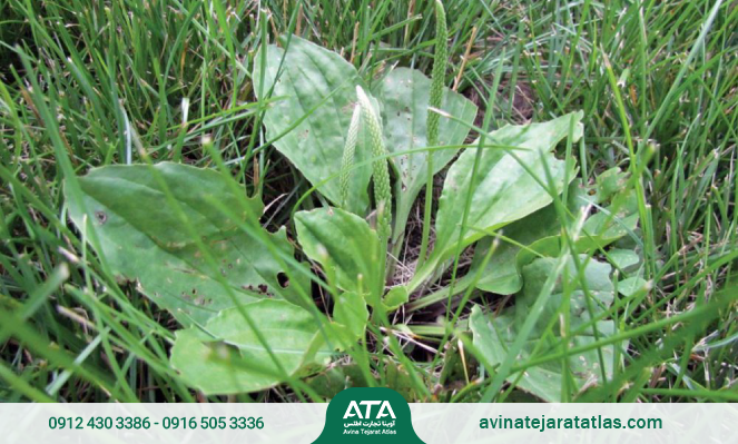 علف‌کش گرانستار چیست؟