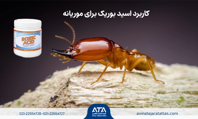 اسید بوریک برای موریانه
